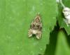Celypha lacunana
